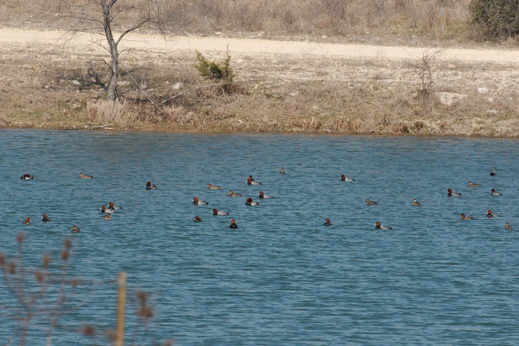 Ducks 2016-02-13.jpg